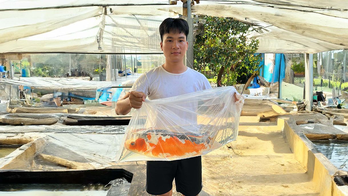 ceo tancho koi farm