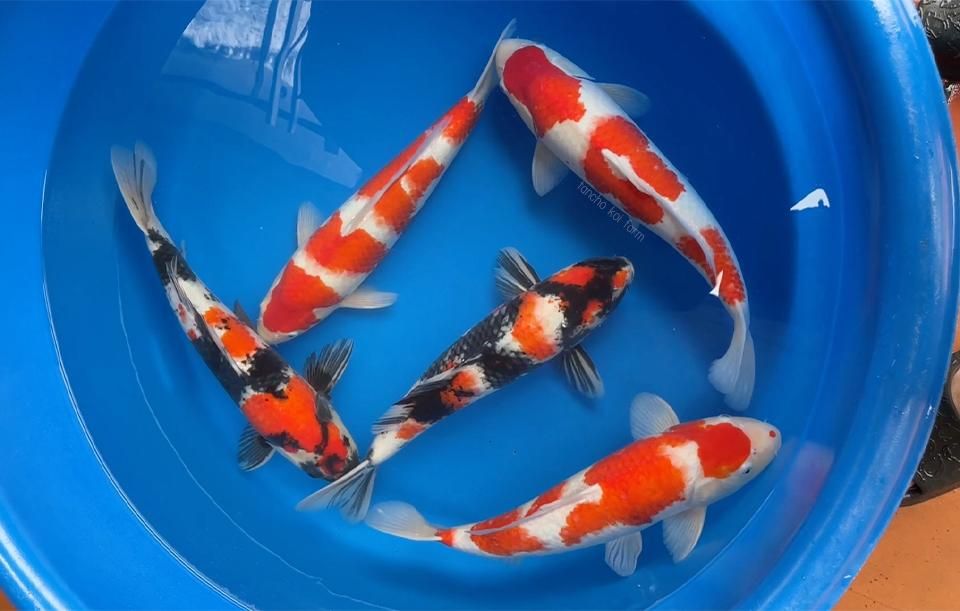 chậu mix kuhaku và showa chau-mix-kuhaku-va-showa