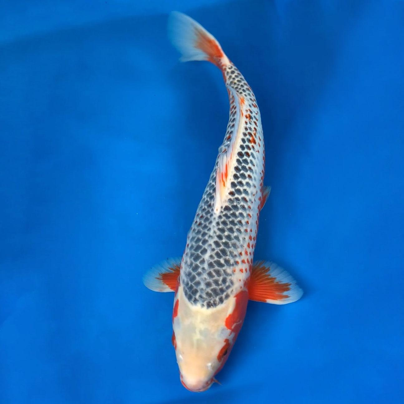 asagi-48cm-2