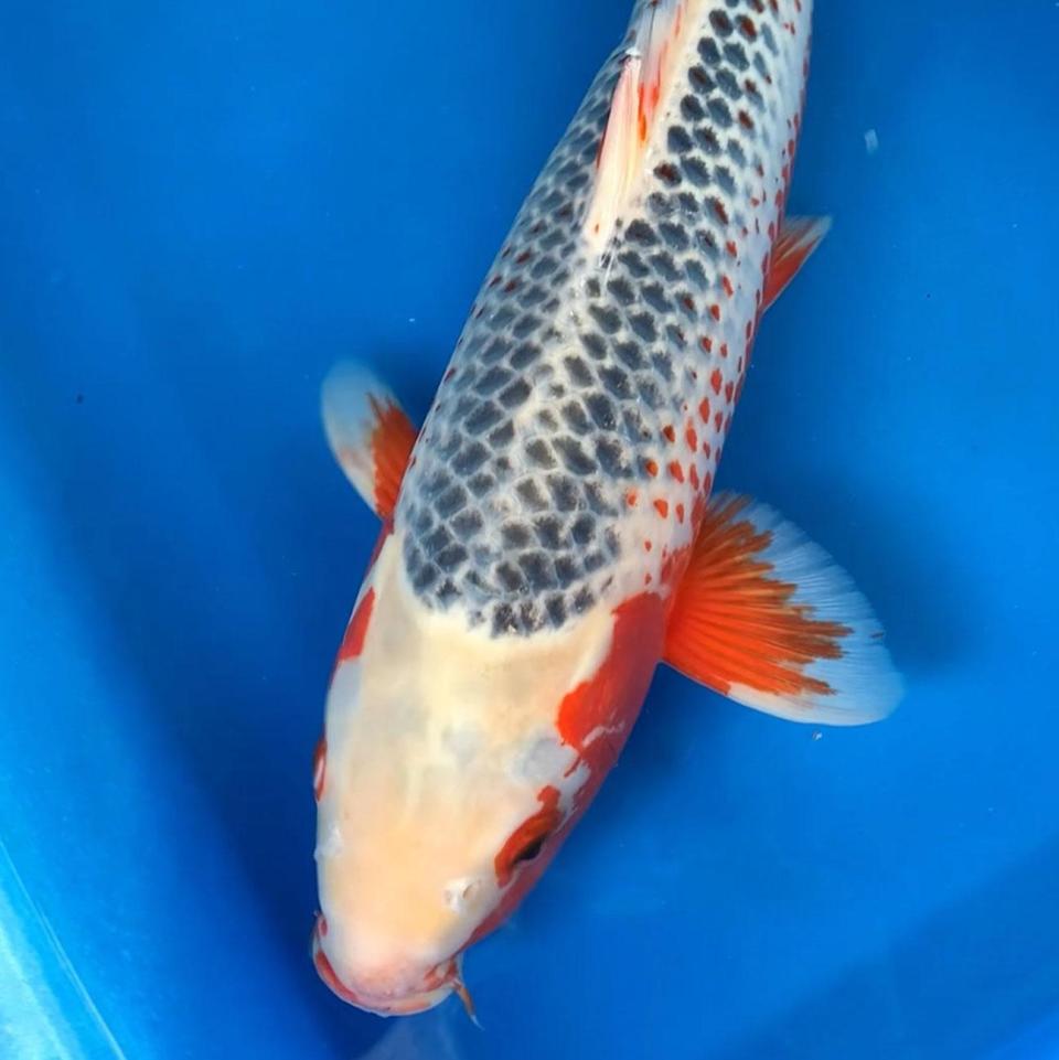 asagi-48cm-3-2