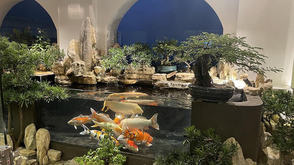 hồ koi sân thượng ho-koi-san-thuong