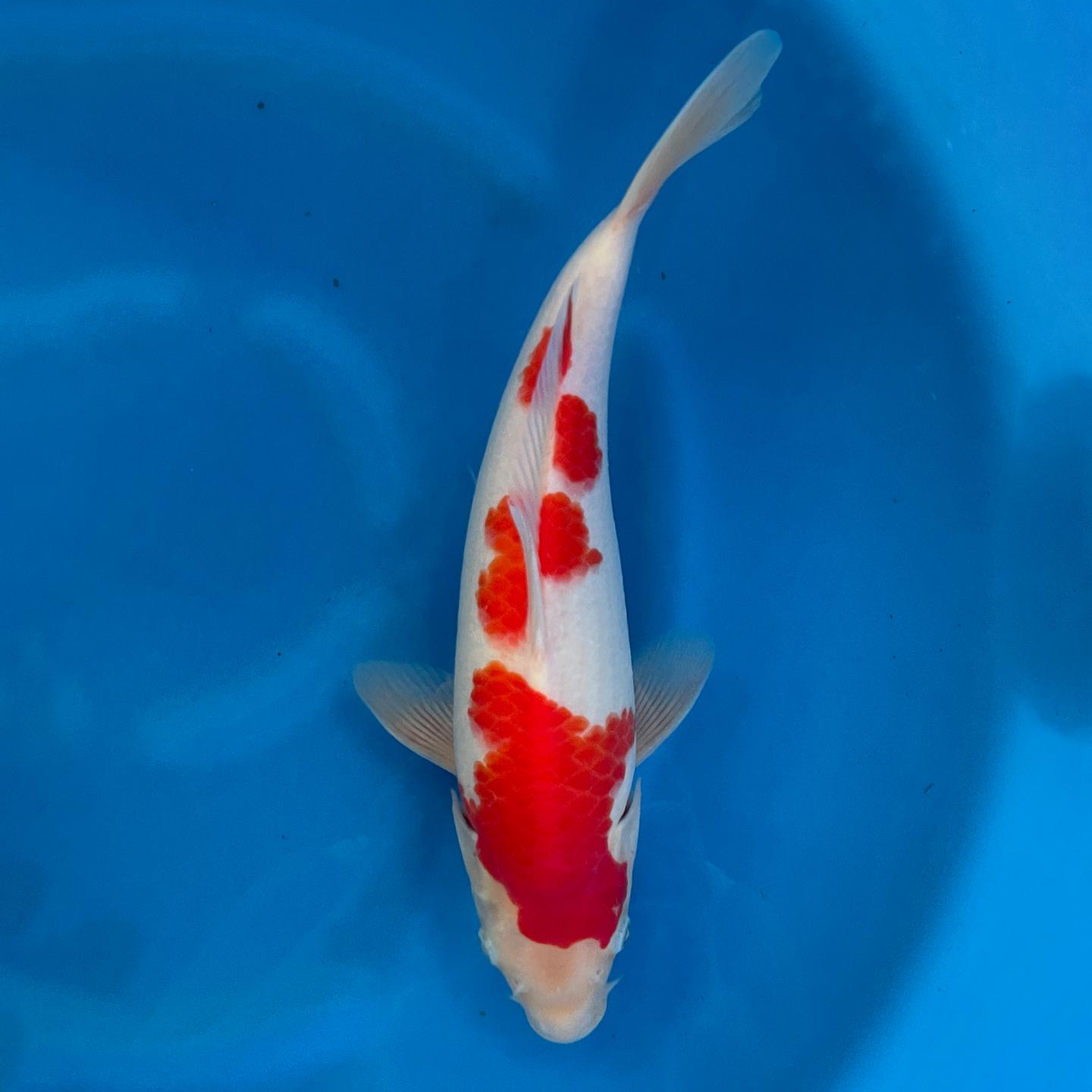 kuhaku-37cm