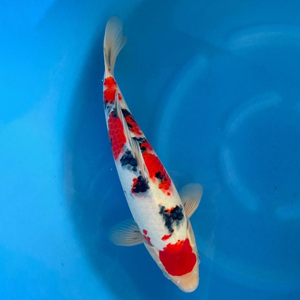 maruten-sanke-35cm