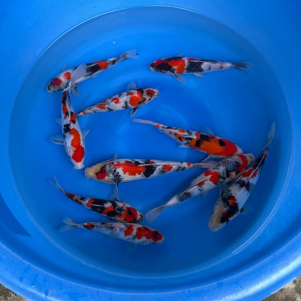 mix-showa-yoshino-chat-luong-cao