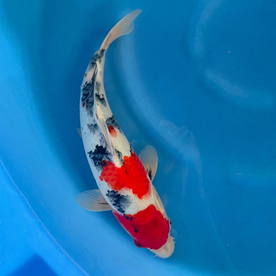 sanke-35cm