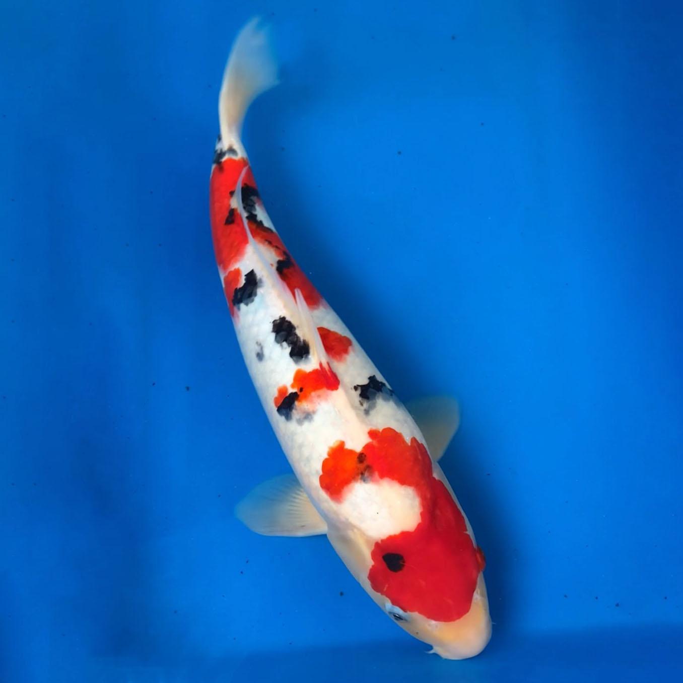 sanke-45cm-3