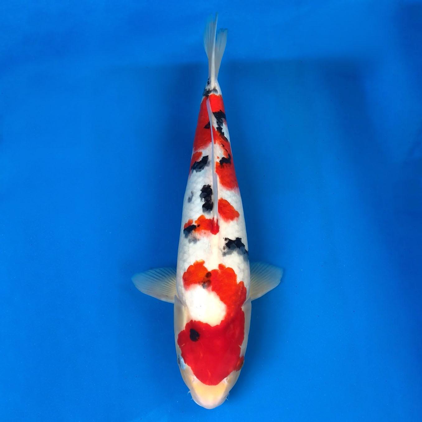sanke-45cm