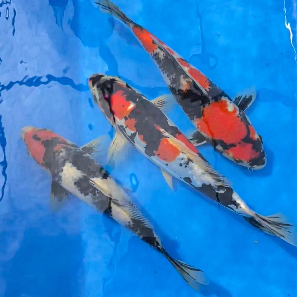 showa-26cm