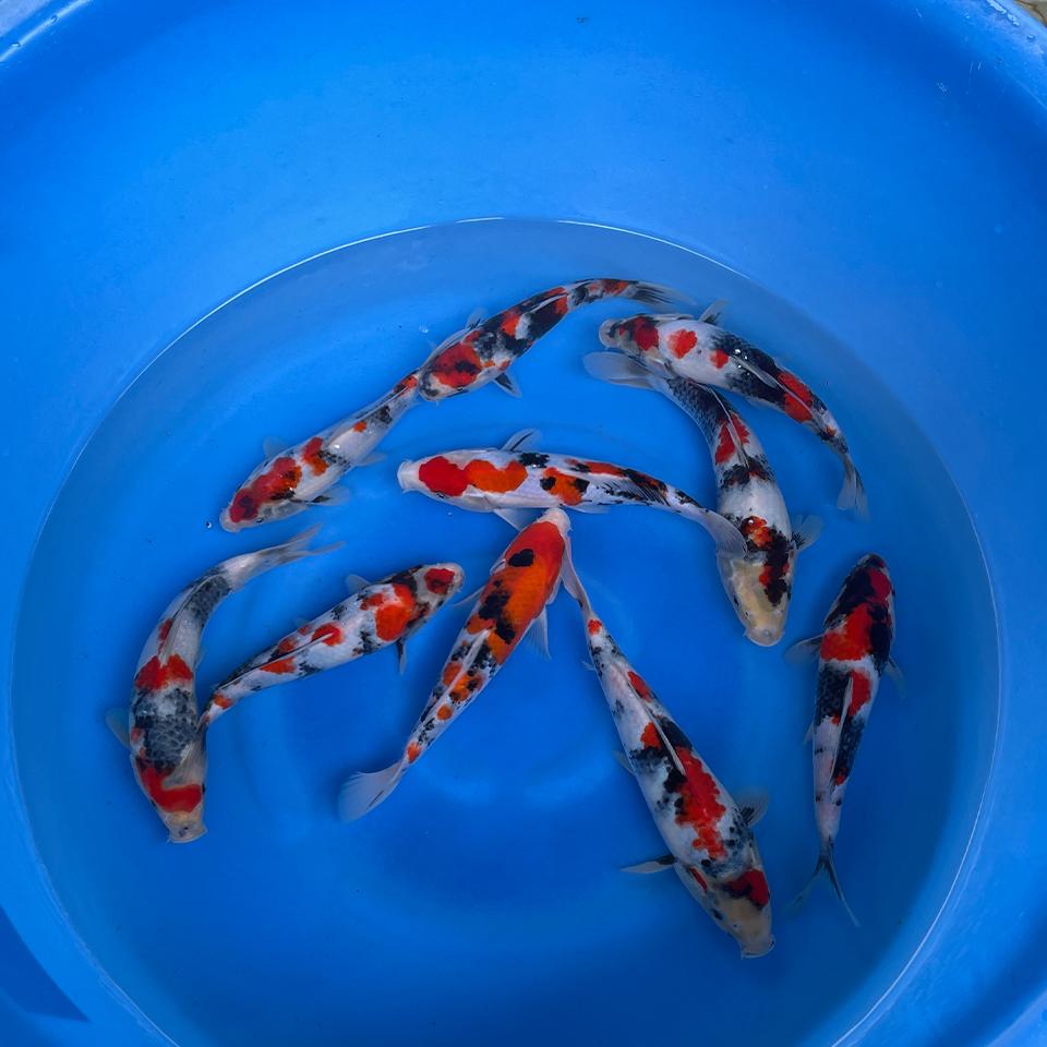 showa-yoshino-bloodline-dainichi