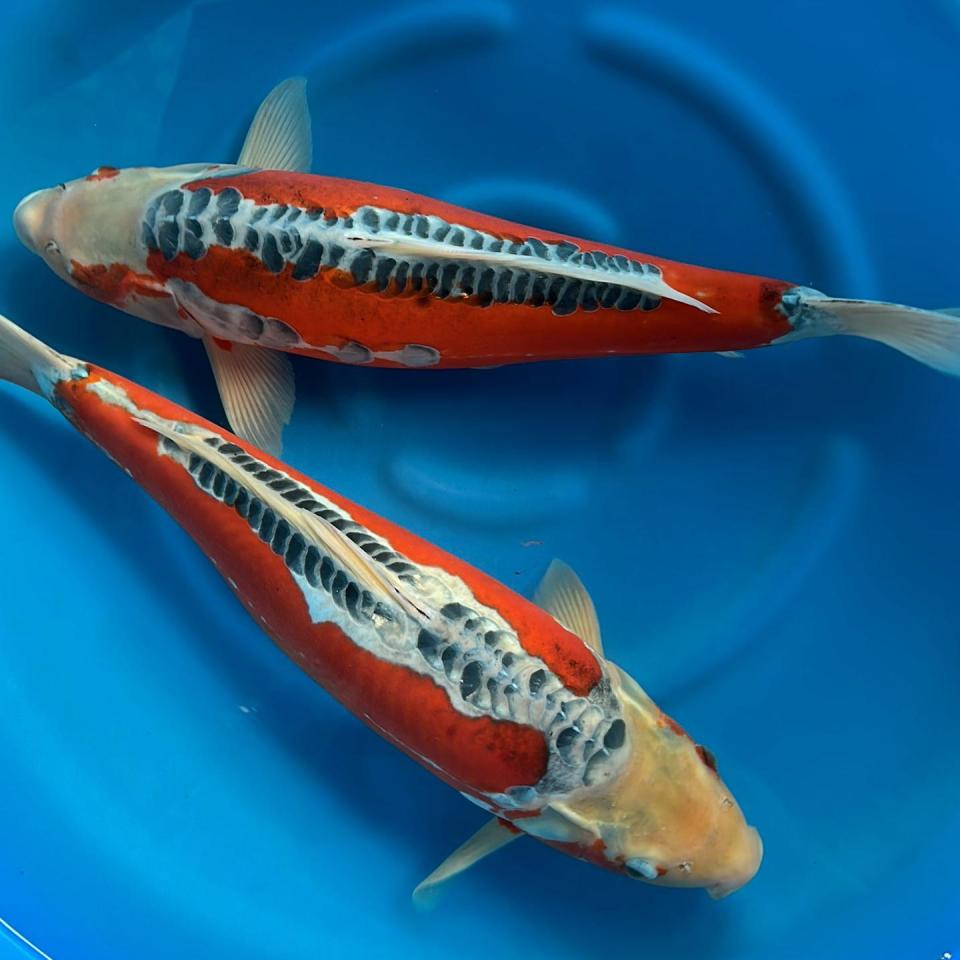 shusui-56cm