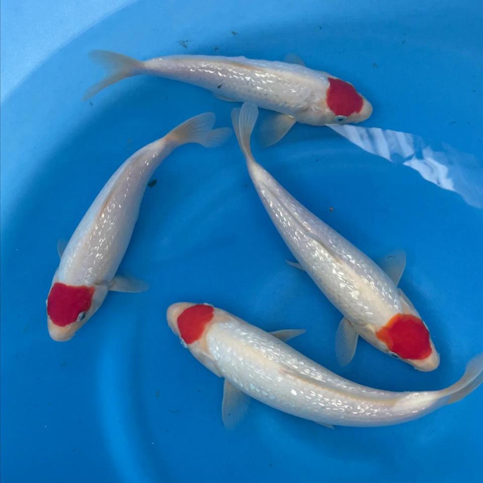 tancho-26cm