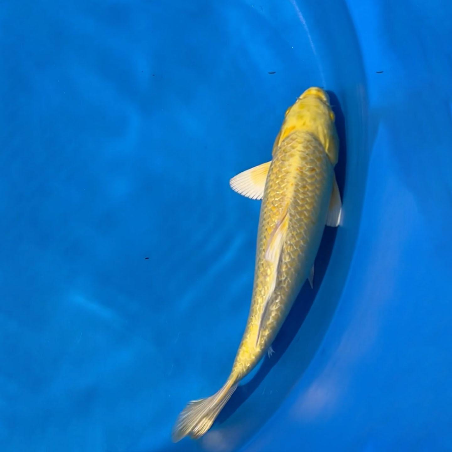 yamabuki-42cm-3