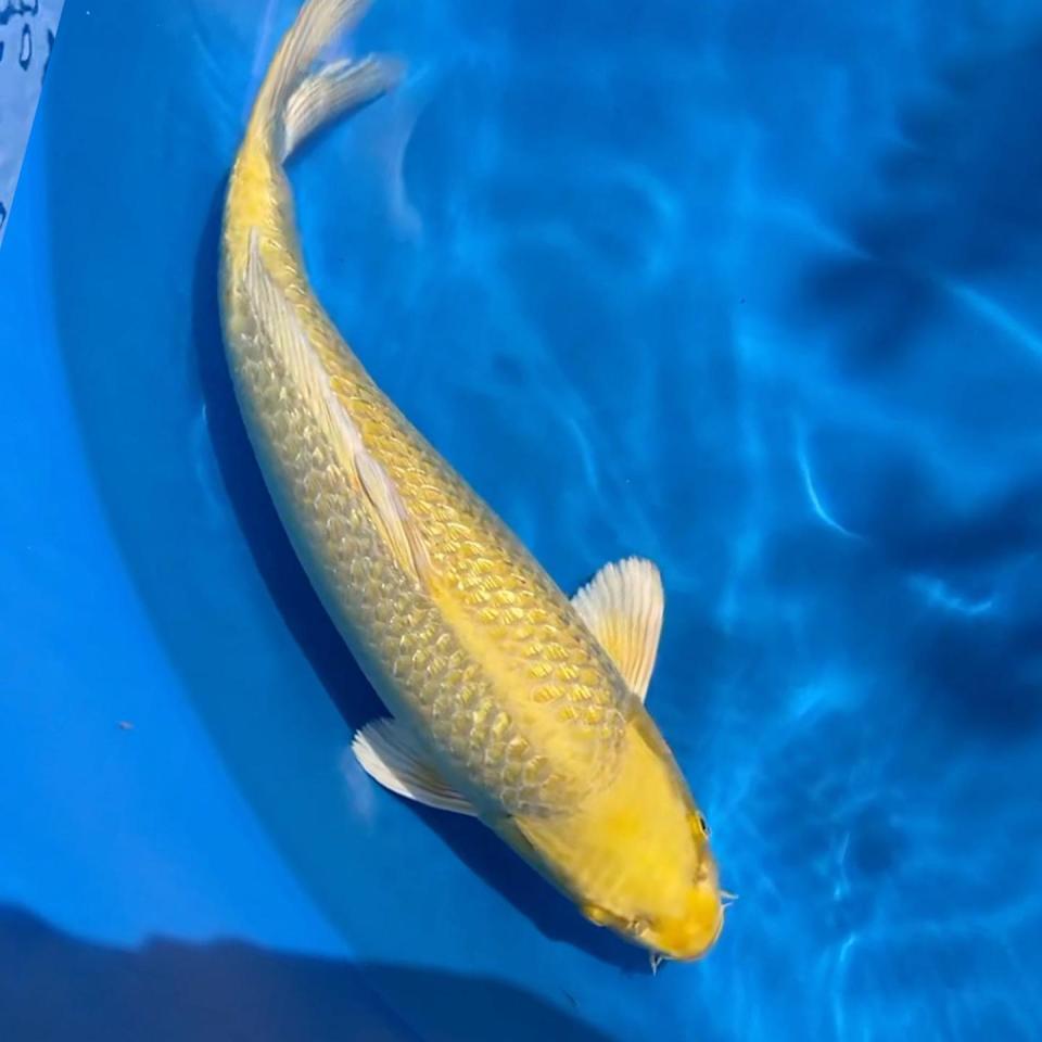 yamabuki-42cm