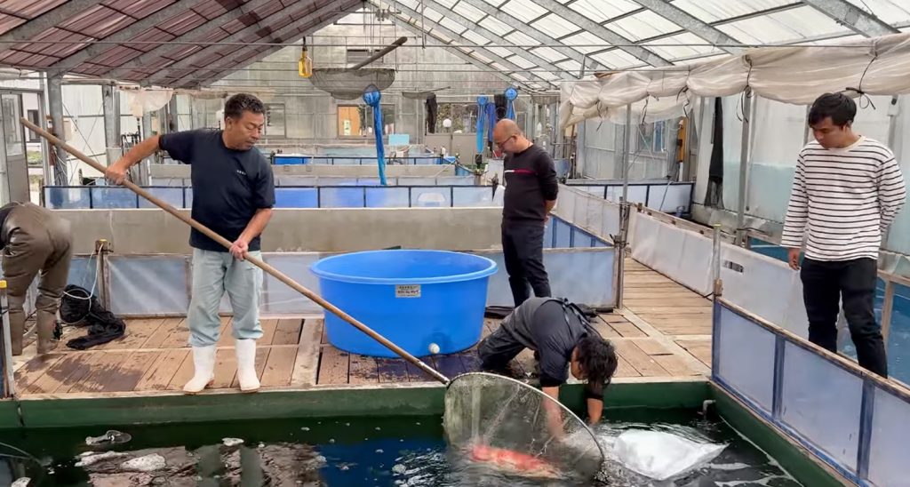 chủ trại marudo bắt cá