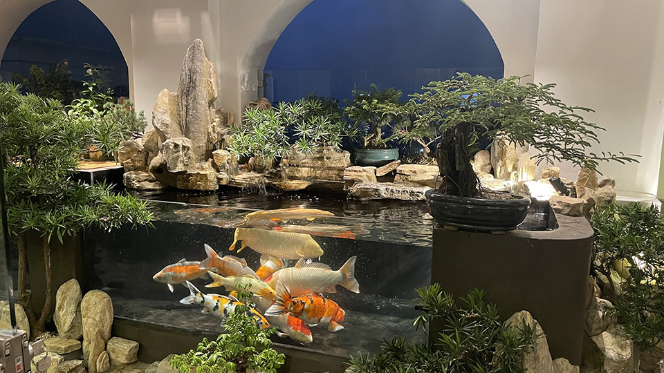 hồ koi sân thượng