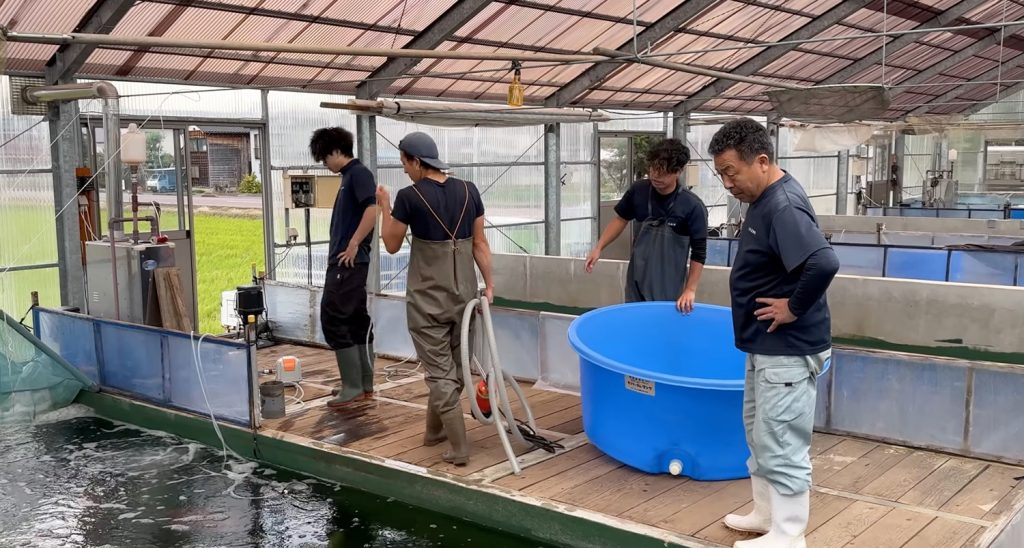 marudo koi farm
