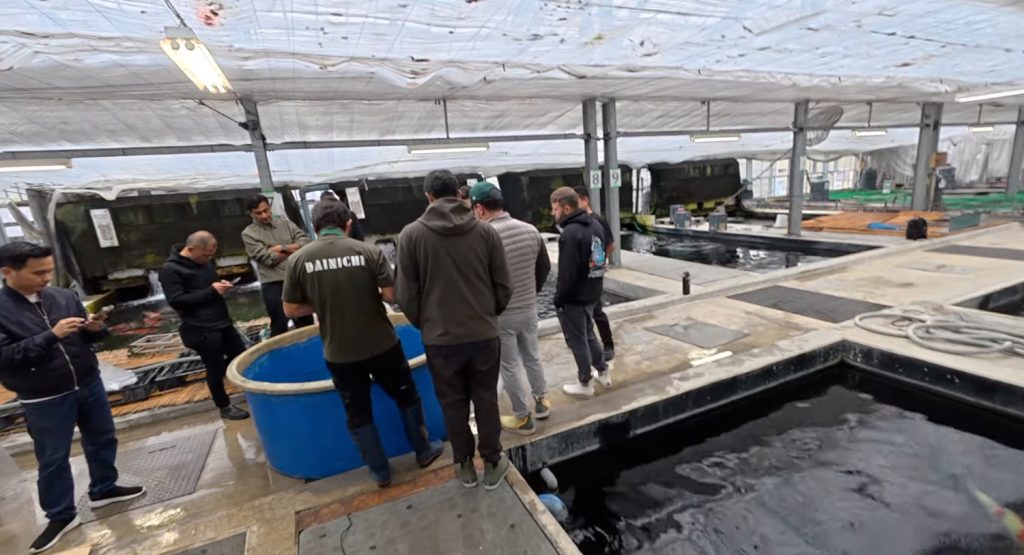 trại cá dainichi koi farm